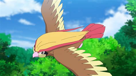 pidgeot bulbapedia.